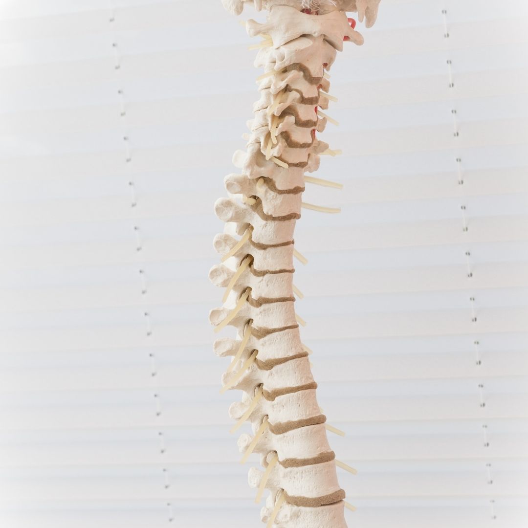 Coccyx tailbone anatomy spine base sacrum Pure Ortho Hospitals Hyderabad